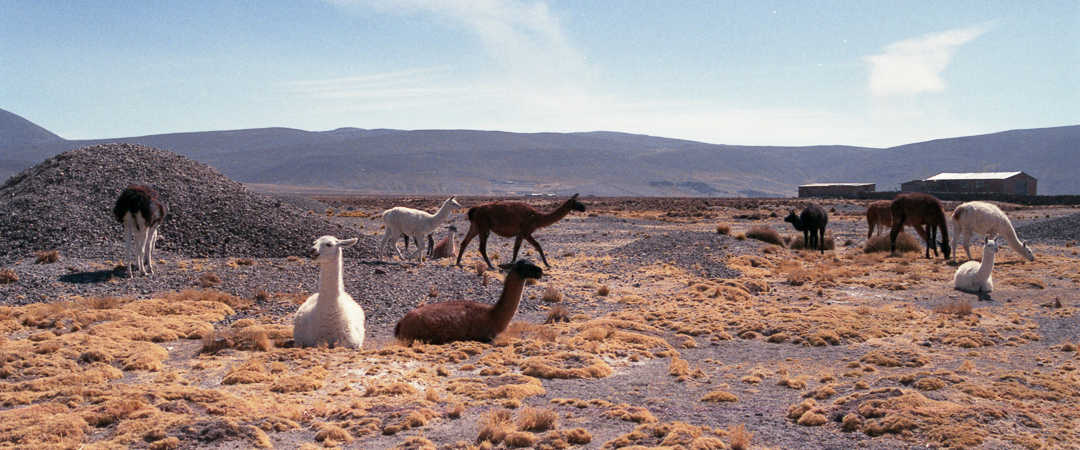 Alpacas and llamas in the wild