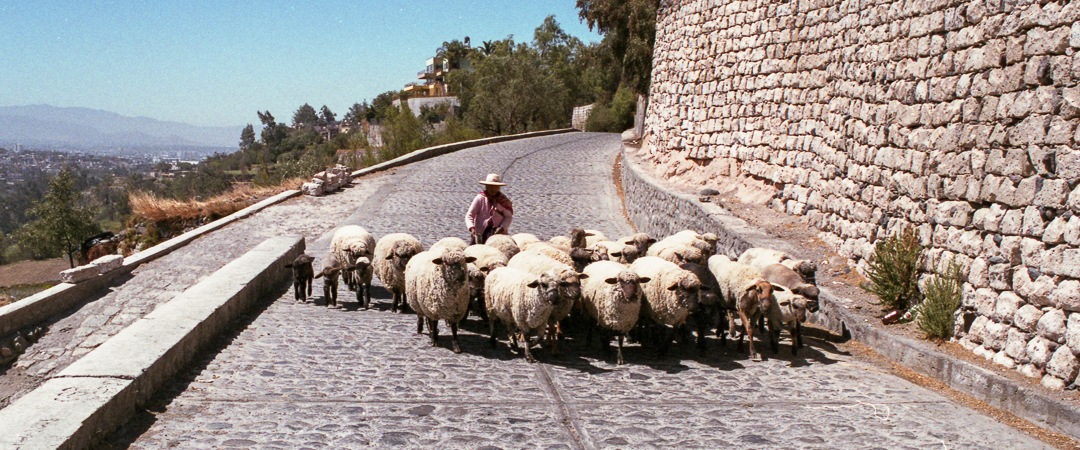 Herding them through the street