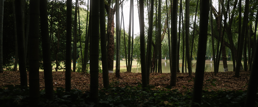 Bamboo Forest at Century Park