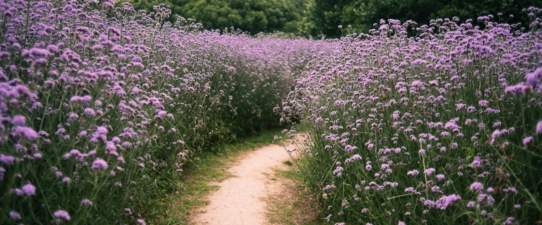 Field of flowers at Century Park