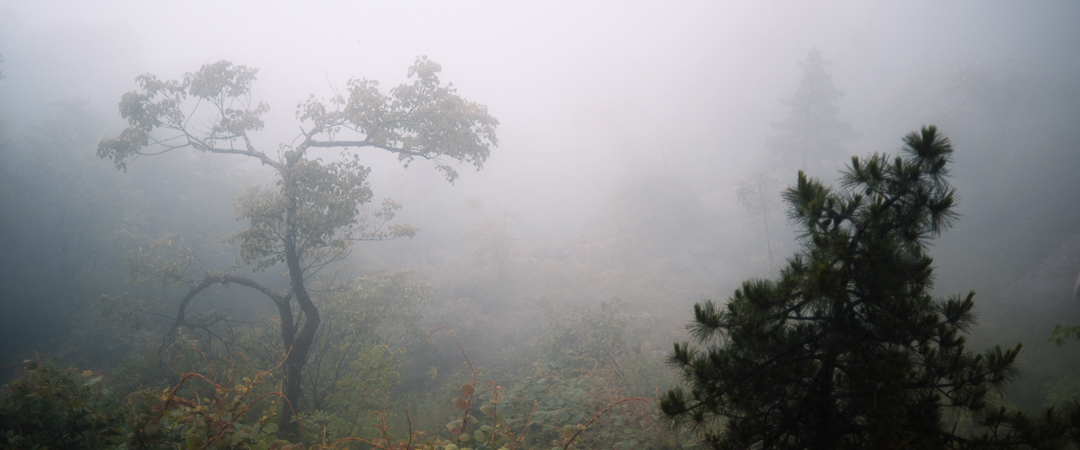 Some trees sitting in the cool fog