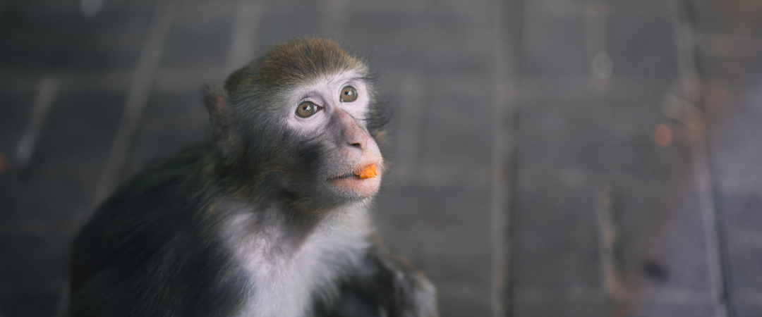 Monkey eating at Beijing Zoo