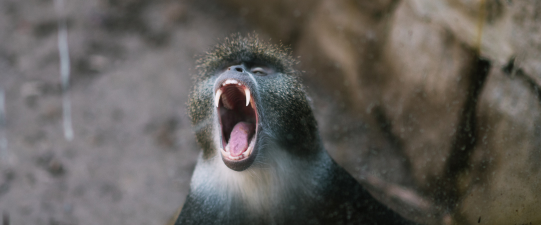 Yawning monkey