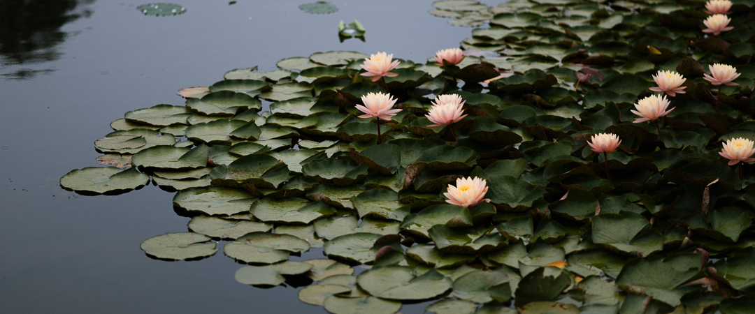 Water lillies