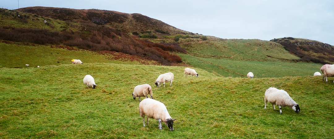 Sheep at Carrick-a-Rede