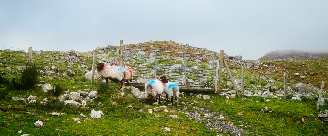 More sheep