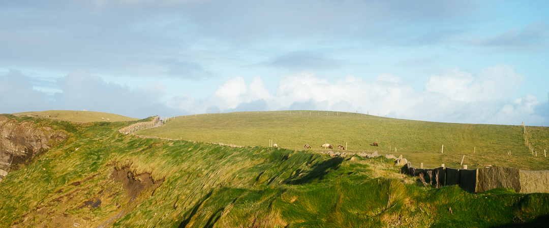 Cows grazing with a view
