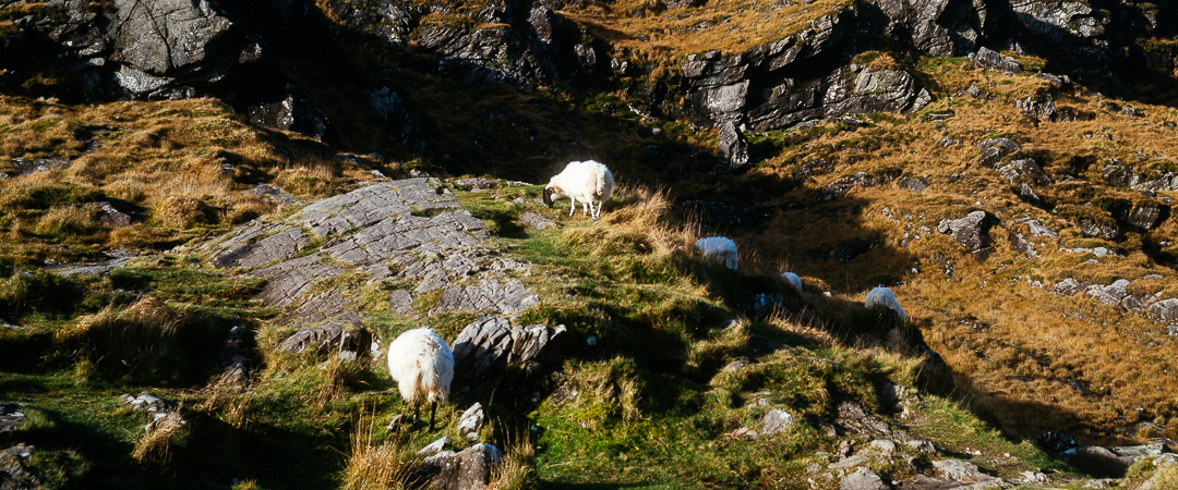 More sheep