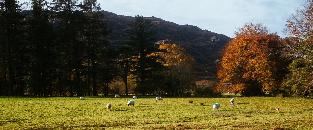 More sheep