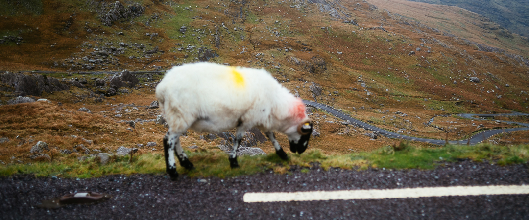 Sheep at Healy Pass