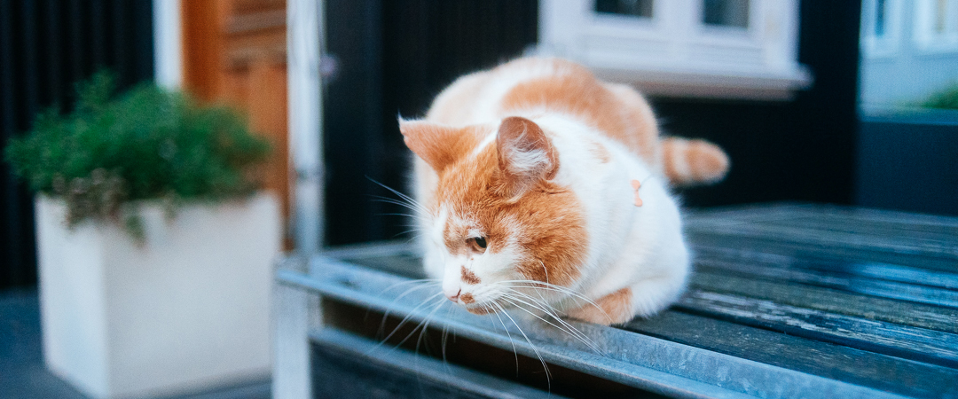 Cat chillin
