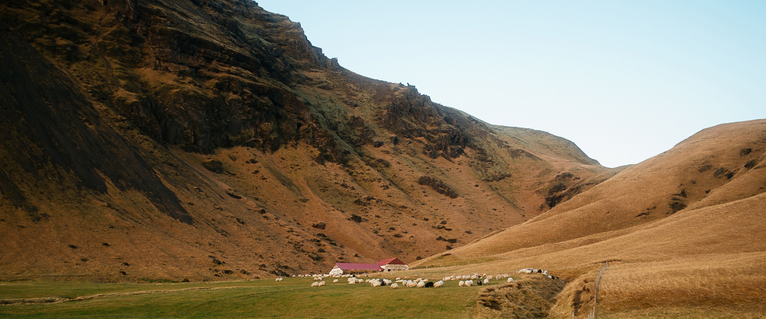 Sheep under Skógafoss