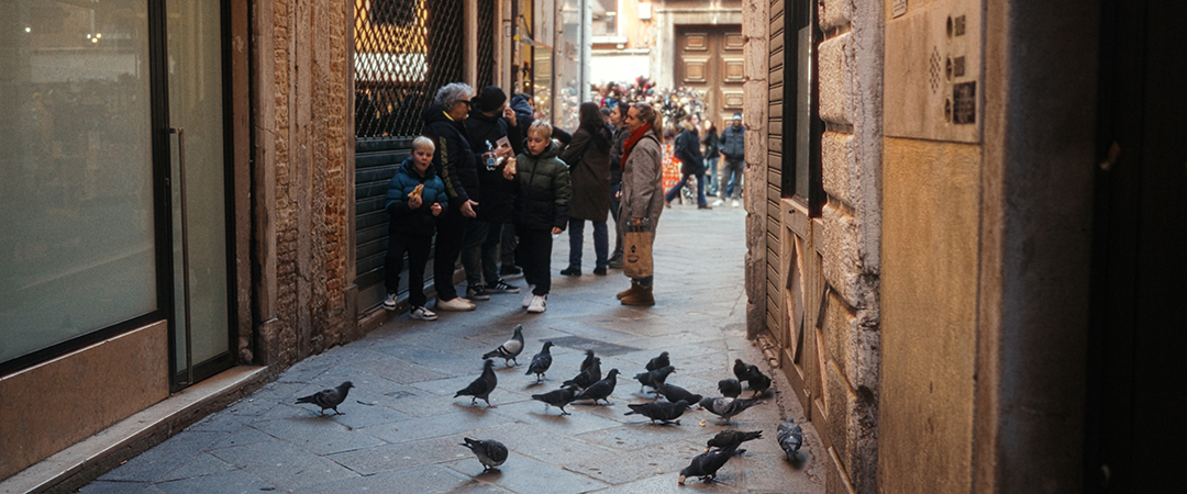 Pigeons