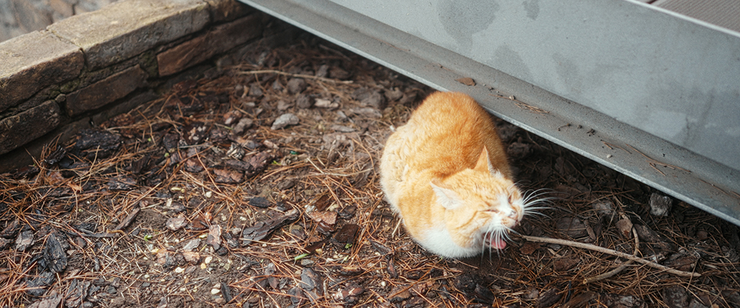 Yawning cat