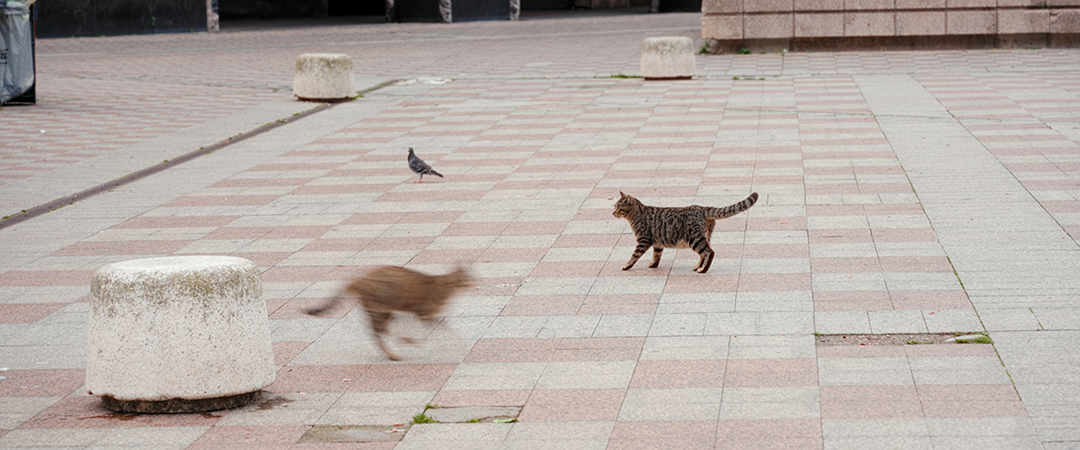 Stray cats in Naples