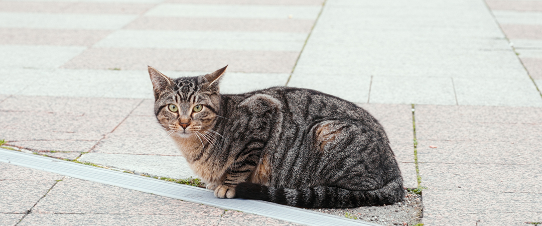 Stray cat in Naples