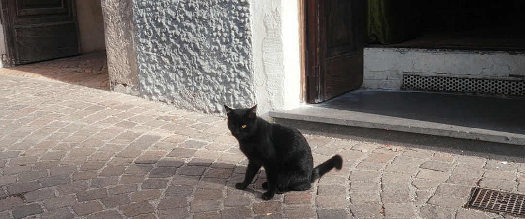 Sorrento cat