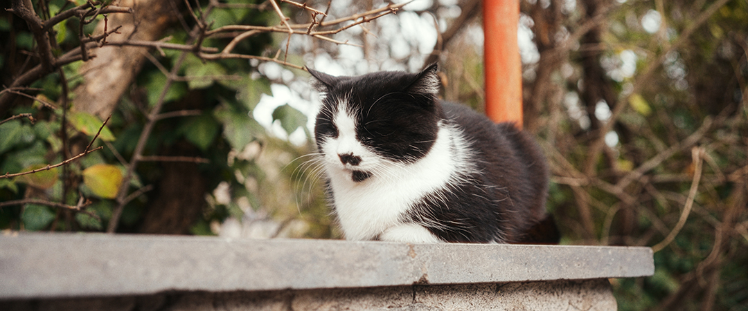 Pompeii cat