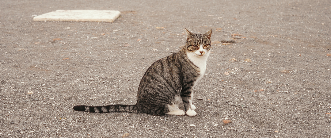 Pompeii cat 2