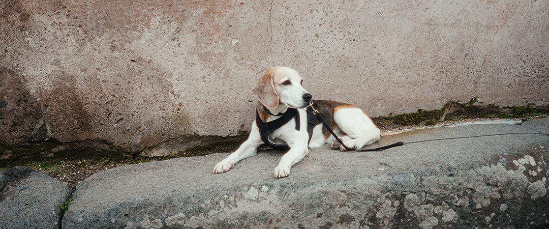 Dog at Pompeii